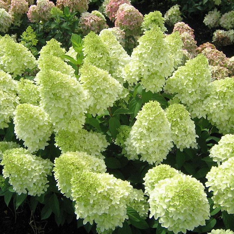 🌺Panicle Hydrangea Flowers Seeds—Mixed Color Plants—Home Garden Flower Seeds