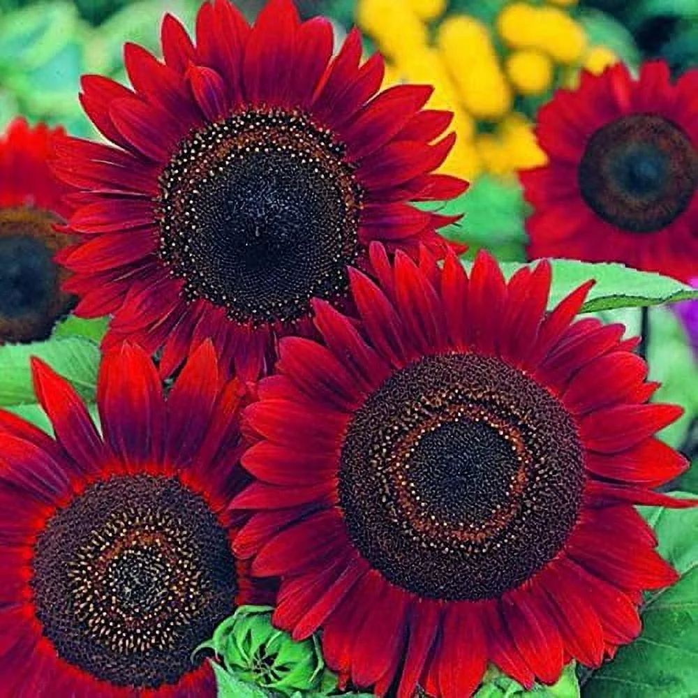๐ป50+ Mixed Color Sunflowers