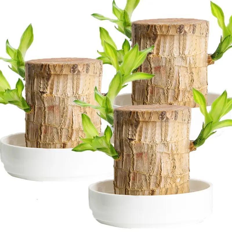 Charming Brazilian Wood with Ceramic Pot & Mysterious Doll – A Touch of Green and Magic for Your Home