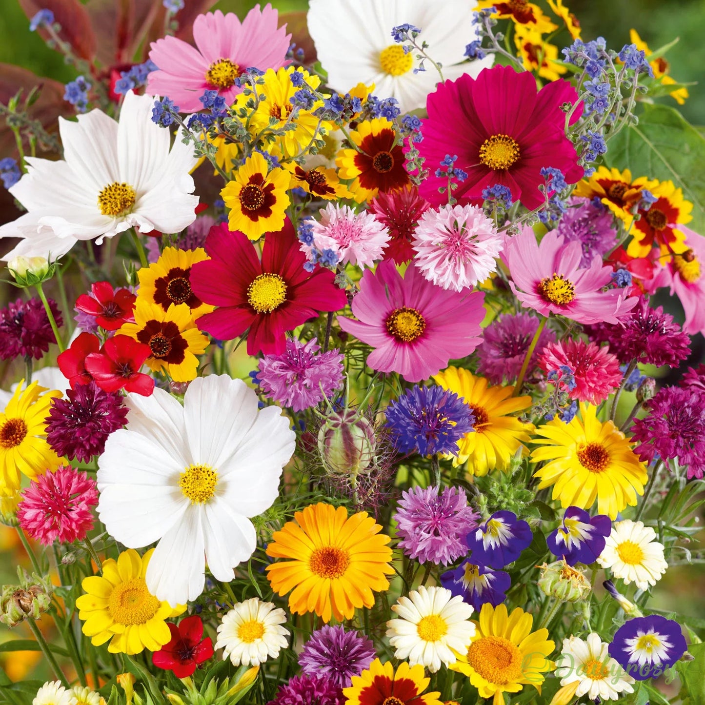 Mixed Perennial Flowers Seeds-Over 80 kinds mixed
