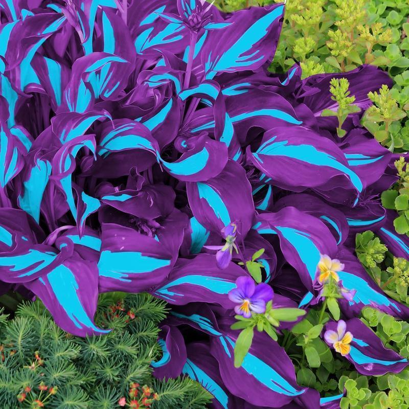 800Pcs Mixed Hosta Seeds for Planting β Rare Color Varieties, Shade-Loving Perennials for Garden and Landscaping