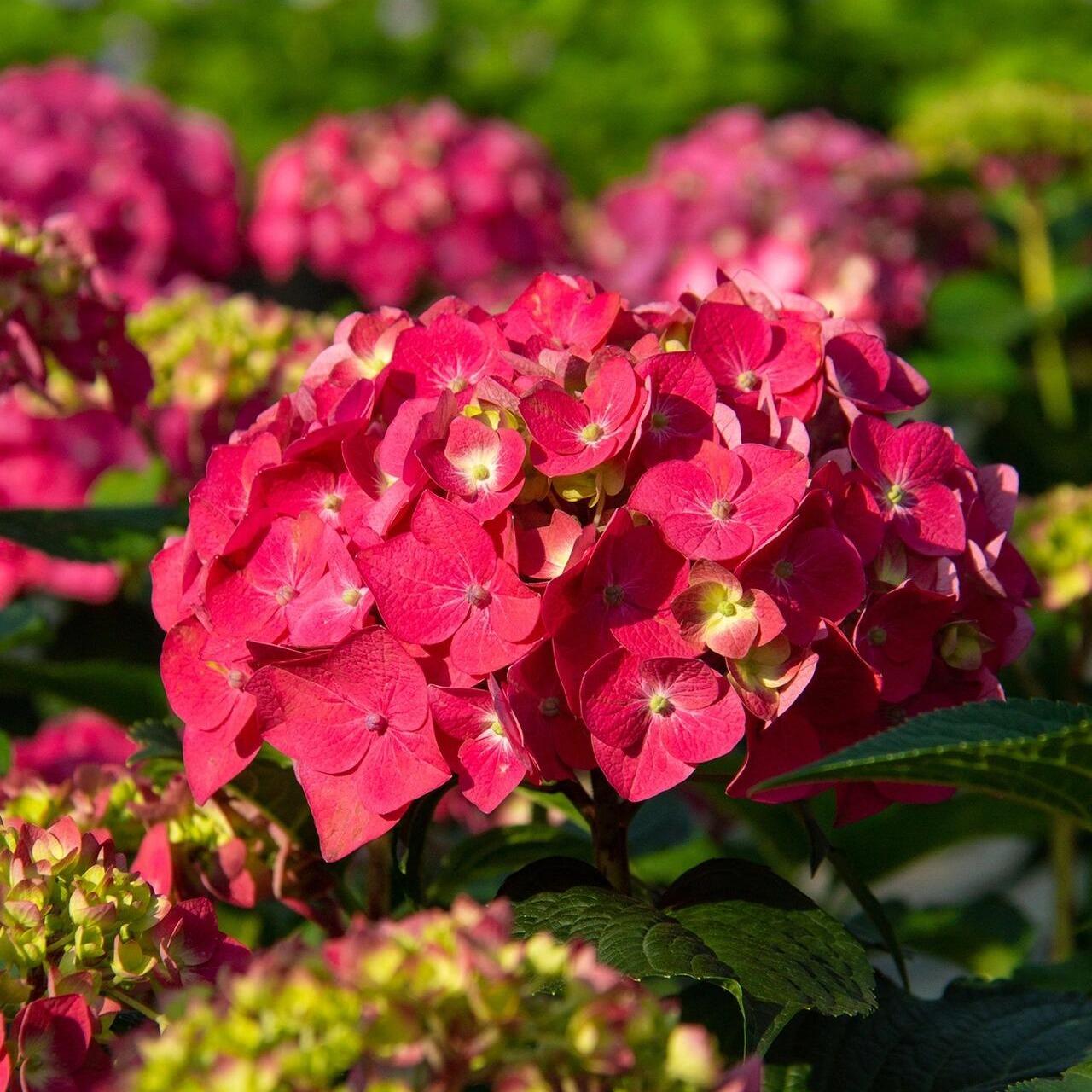 200pcs Red Hydrangea Seeds – Bold & Vibrant Blooms for Garden Borders, Pots & Statement Landscapes