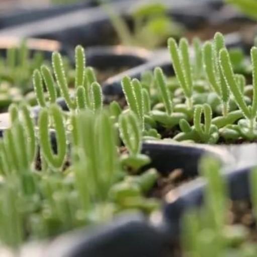 500Pcs Monilaria Obconica Bunny Seeds โ Rare, Adorable Succulent for Indoor and Outdoor Gardening, Perfect for Unique Plant Displays