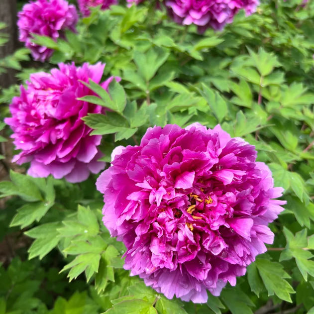 đșChinese Peony Flower SeedsâMixed Color PlantsâHome Garden Flower Seeds