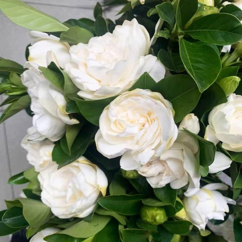 Jasmine Flower Seeds - 100Pcs Aromatic White Blossoms for Indoor Outdoor Use Easy to Grow High Germination Rates Perfect for DIY Gardening and Nature-Inspired Home Decor