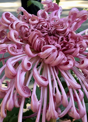 Rare Golden Chrysanthemum Seeds-Longevity Flower💞