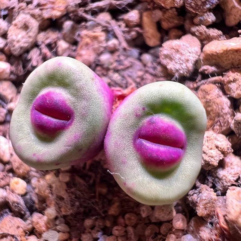 500pcs Red Lip Succulent Seeds – Uncommon Succulent Variety for Collectors & Garden Lovers