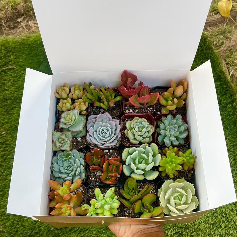 300pcs Mixed Succulent Seeds – Easy to Grow, Beautiful, Vibrant, and Unique Plants for Your Garden