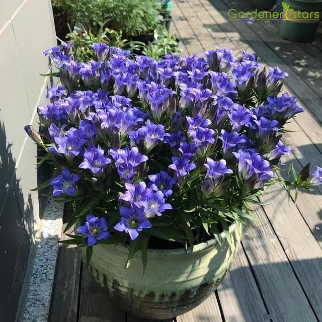 šPlateau Elf Gentiana - Heart Of The Oceanš¦