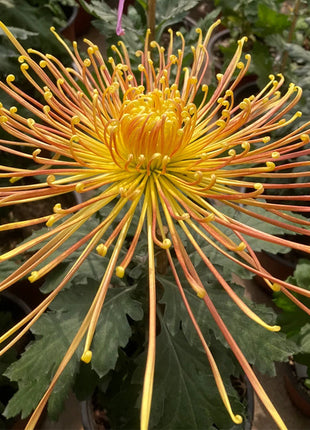 Rare Golden Chrysanthemum Seeds-Longevity Flower💞
