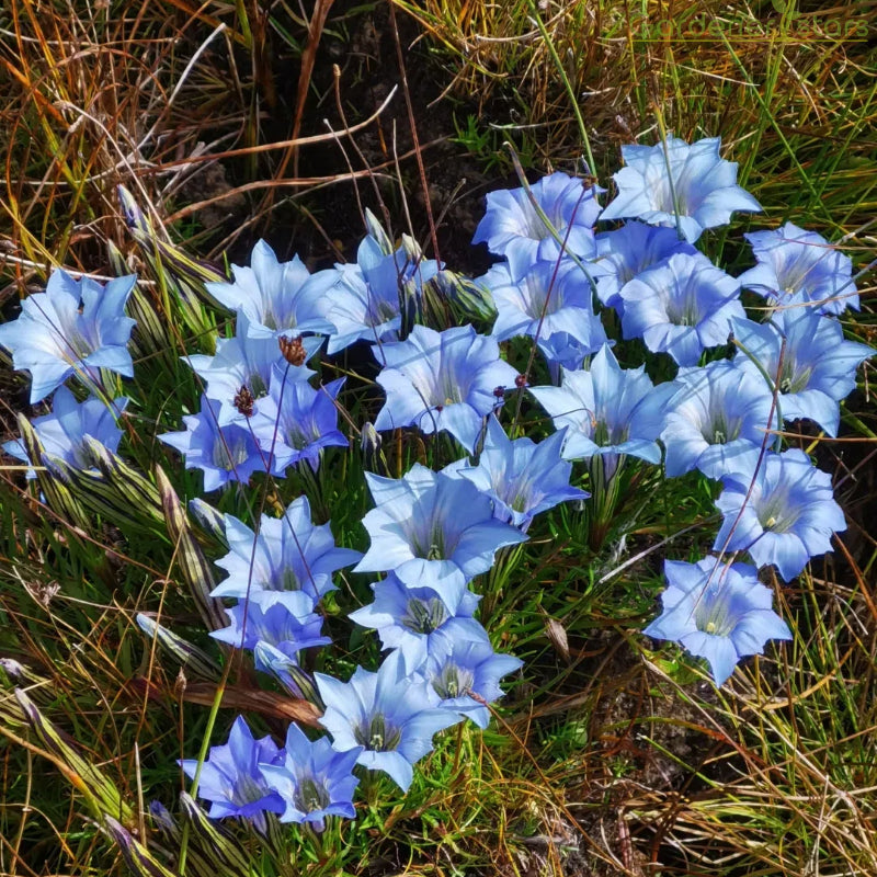 šPlateau Elf Gentiana - Heart Of The Oceanš¦
