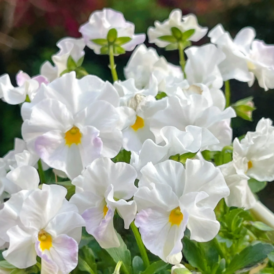 ๐ Pansy Winter Elf Series - I Miss You Endlessly