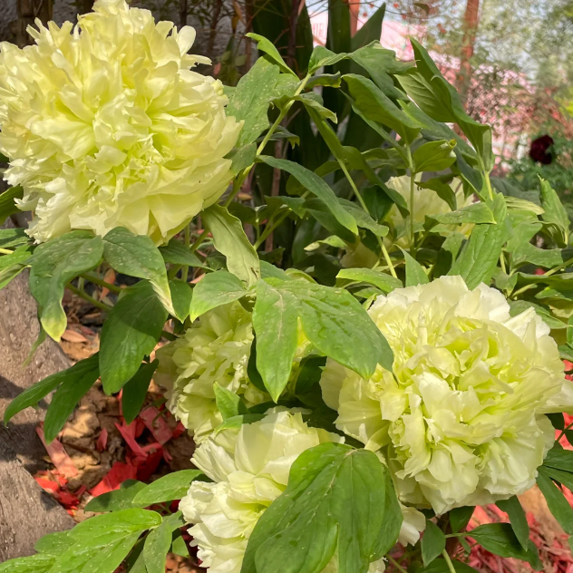 đșChinese Peony Flower SeedsâMixed Color PlantsâHome Garden Flower Seeds