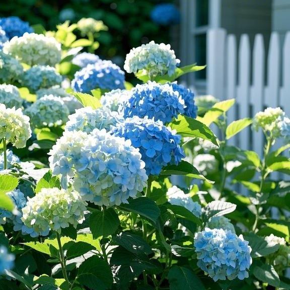 200 pcs Mixed Hydrangea Seeds – Colorful Blooms for Stunning Garden Displays