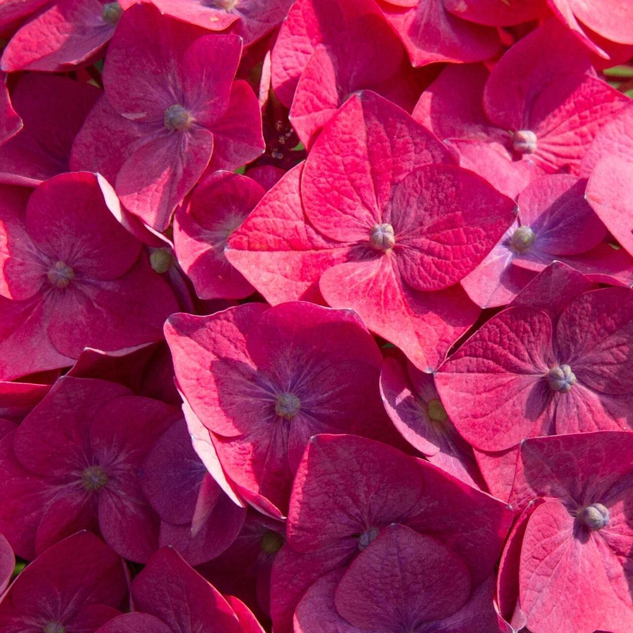 200pcs Red Hydrangea Seeds – Bold & Vibrant Blooms for Garden Borders, Pots & Statement Landscapes