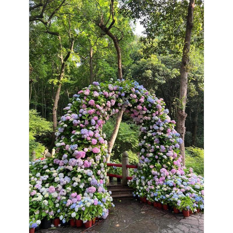 Hydrangea Seeds 50 seeds Mixed Color Seeds Stunning Perennial Flower Seeds for Gardeners Hardy Blooms Perfect for Landscaping and Garden Beautification