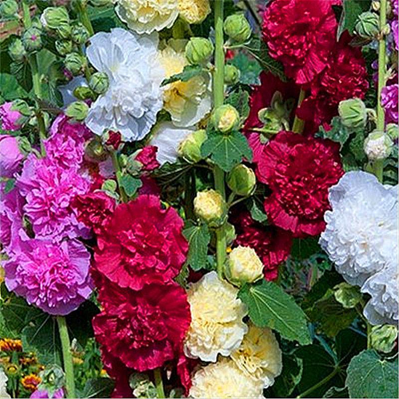 200Pcs Rainbow Hollyhock Seeds β Mixed Colors, Tall and Elegant Blooms for Garden Walls and Vertical Displays