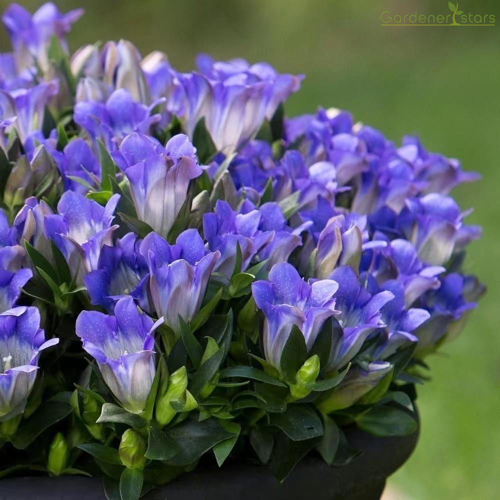 šPlateau Elf Gentiana - Heart Of The Oceanš¦
