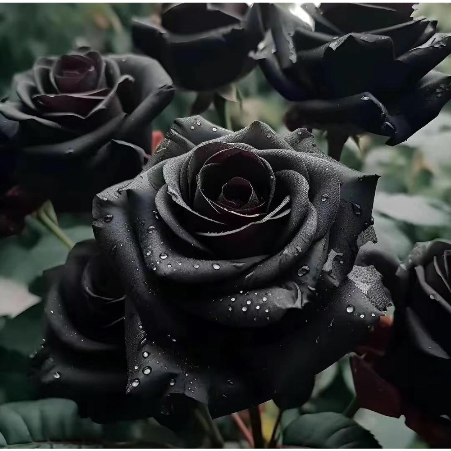 Black Rose Seeds - 100 Exotic Seeds for Home Garden Flower Planting black rose