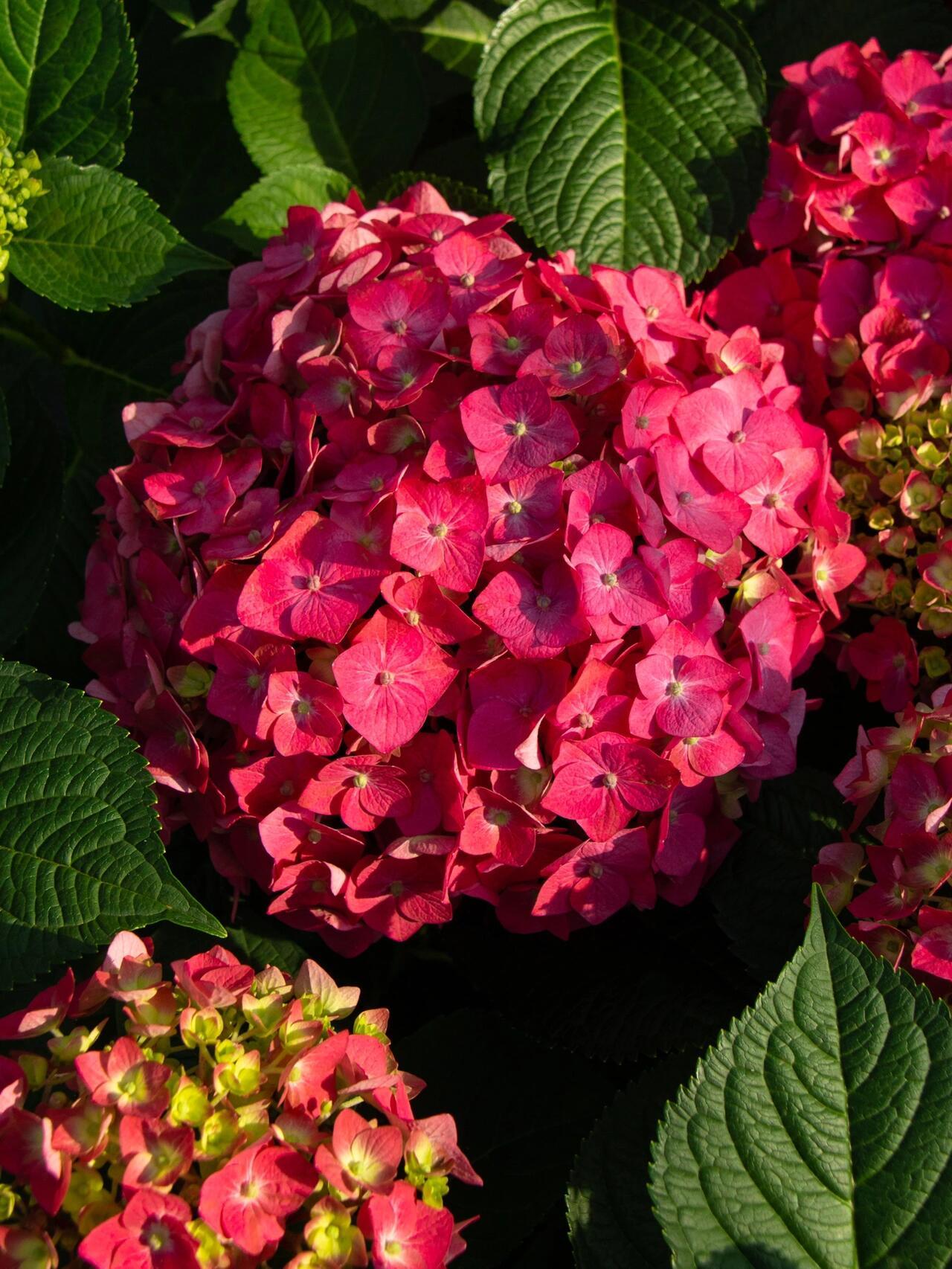200pcs Red Hydrangea Seeds – Bold & Vibrant Blooms for Garden Borders, Pots & Statement Landscapes
