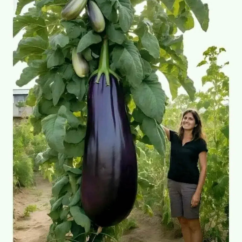 Giant Purple Eggplant Seeds ๐๐