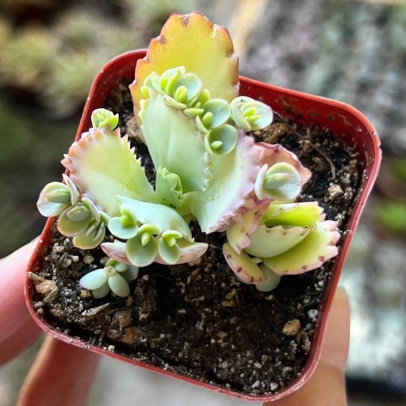 500Pcs Mother of Thousands Seeds – Hardy Succulents Ideal for Beginner Gardeners & Low-Maintenance Decor
