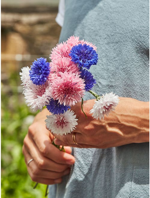 1000 Pcs Tall Double Mixed Colors Cornflower Flower Seeds
