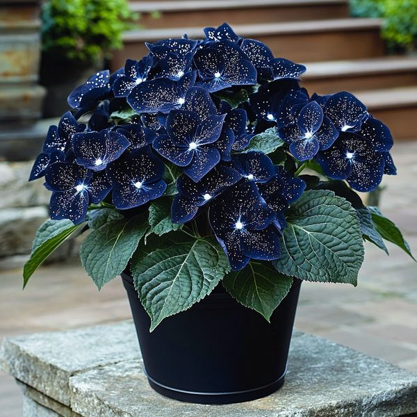 Midnight Wings Begonia π¦π