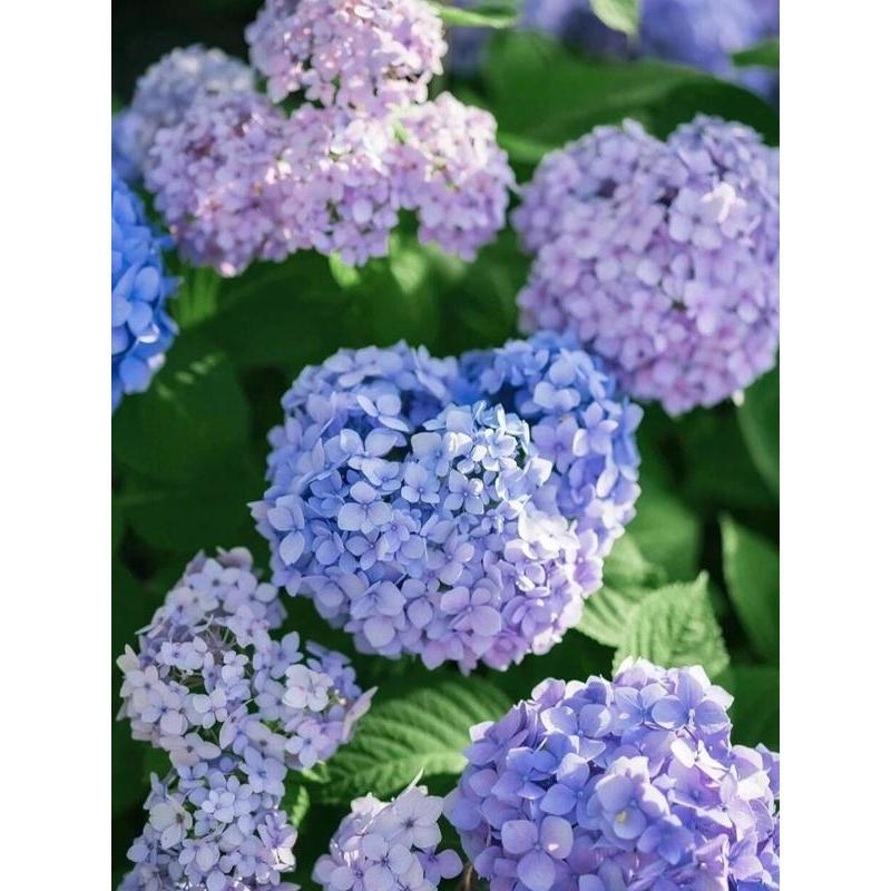 Hydrangea Seeds 50 seeds Mixed Color Seeds Perennial Flowers for Vibrant Garden Displays Hardy and Easy to Grow Perfect for Landscaping and Gardening Projects
