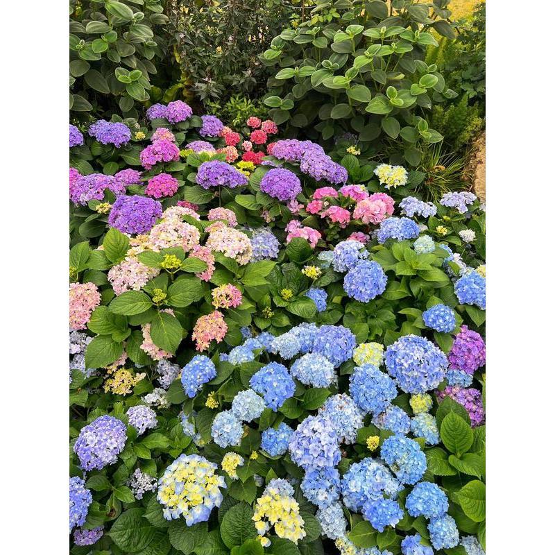 Hydrangea Seeds 50 seeds Mixed Color Seeds Perennial Flowers for Vibrant Garden Displays Hardy and Easy to Grow Perfect for Landscaping and Gardening Projects
