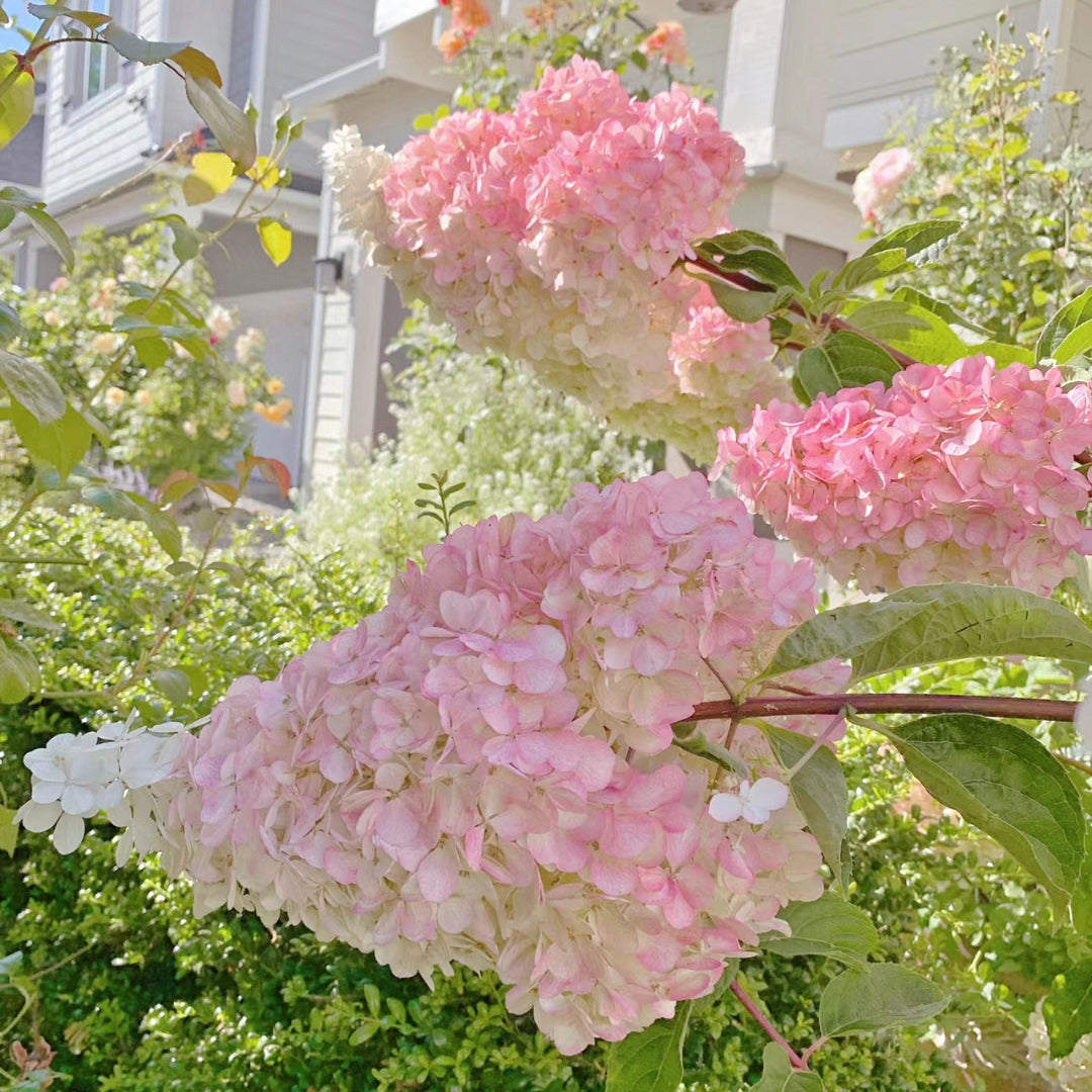 🌺Panicle Hydrangea Flowers Seeds—Mixed Color Plants—Home Garden Flower Seeds