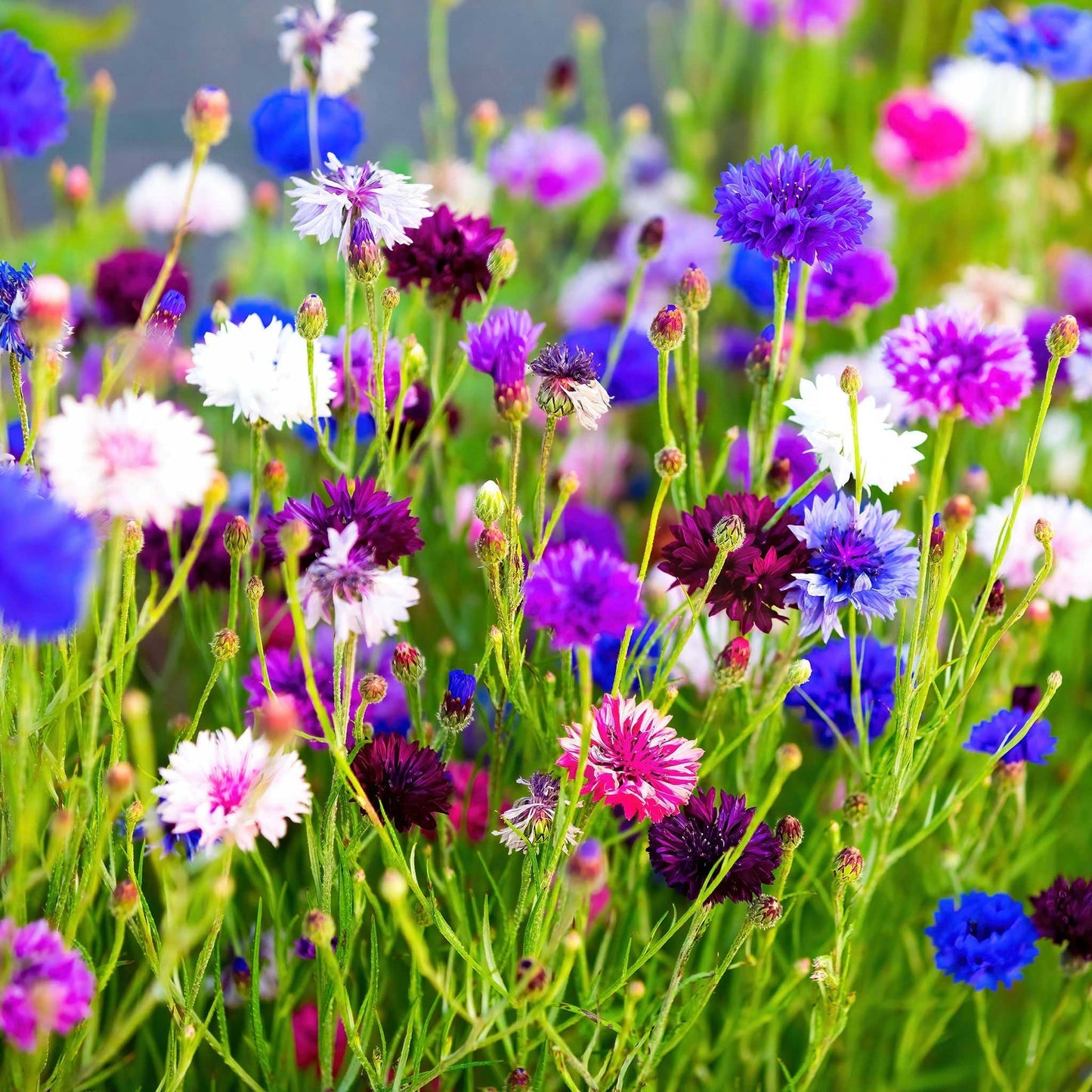 1000 Pcs Tall Double Mixed Colors Cornflower Flower Seeds