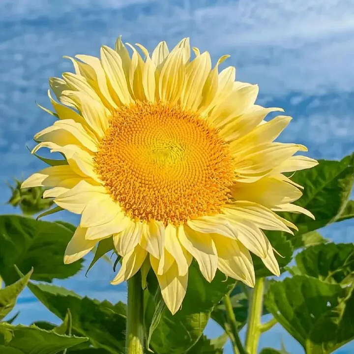 ๐ป50+ Mixed Color Sunflowers