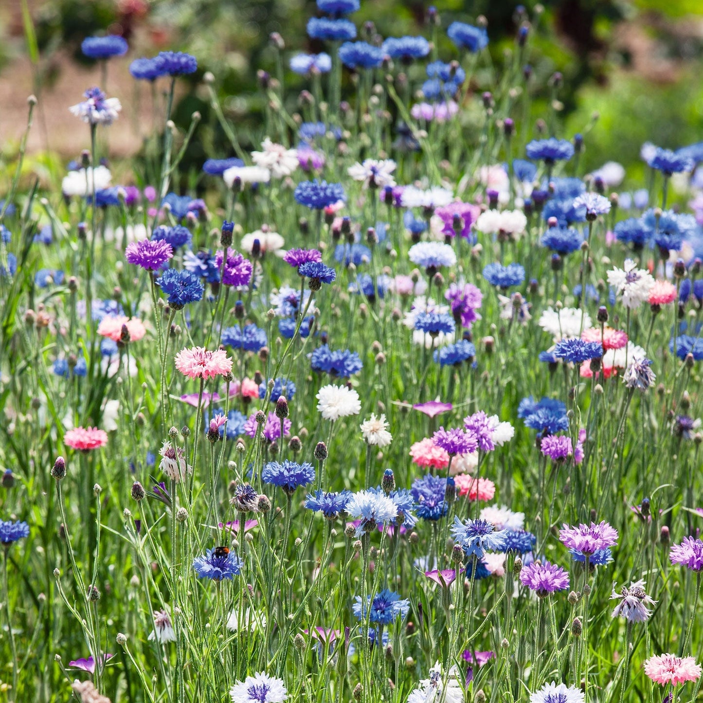 1000 Pcs Tall Double Mixed Colors Cornflower Flower Seeds