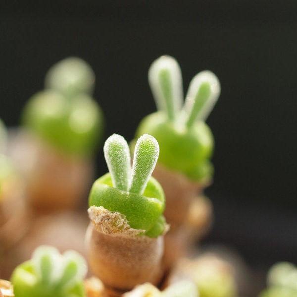 500Pcs Monilaria Obconica Bunny Seeds โ Rare, Adorable Succulent for Indoor and Outdoor Gardening, Perfect for Unique Plant Displays