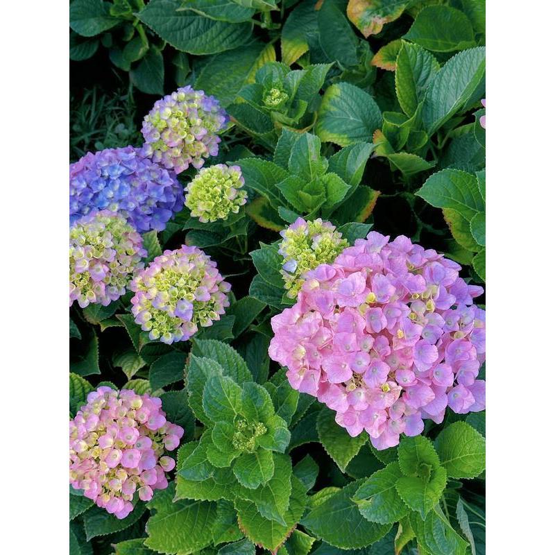 Hydrangea Seeds 50 seeds Mixed Color Seeds Perennial Flowers for Vibrant Garden Displays Hardy and Easy to Grow Perfect for Landscaping and Gardening Projects