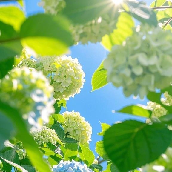 200 pcs Mixed Hydrangea Seeds – Colorful Blooms for Stunning Garden Displays