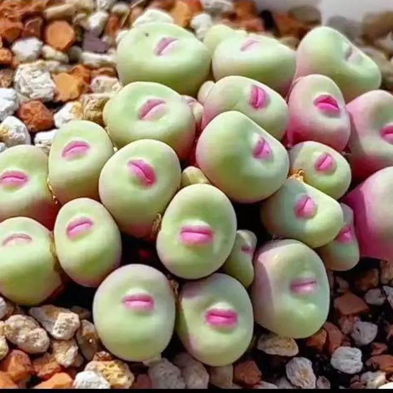 500pcs Red Lip Succulent Seeds – Uncommon Succulent Variety for Collectors & Garden Lovers
