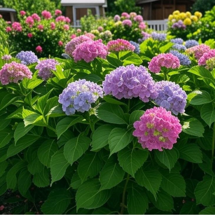 200 pcs Mixed Hydrangea Seeds – Colorful Blooms for Stunning Garden Displays