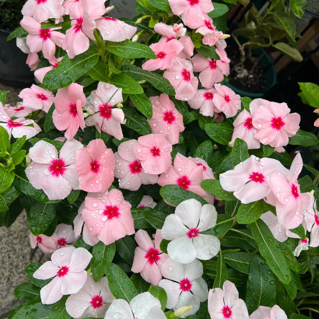 🌸Periwinkle—Blooms All Year Round