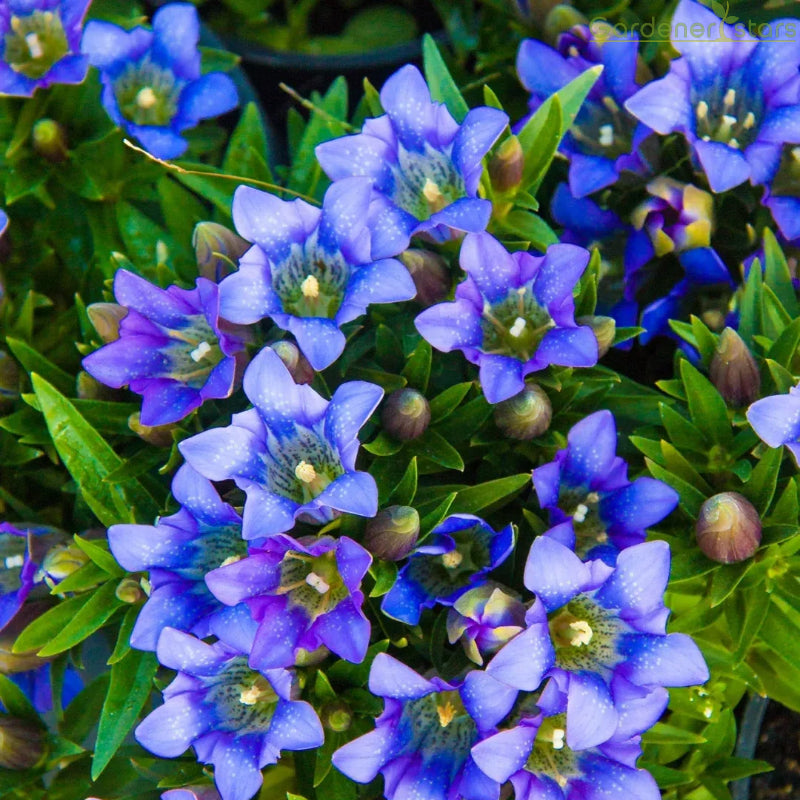 šPlateau Elf Gentiana - Heart Of The Oceanš¦
