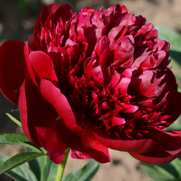đșChinese Peony Flower SeedsâMixed Color PlantsâHome Garden Flower Seeds