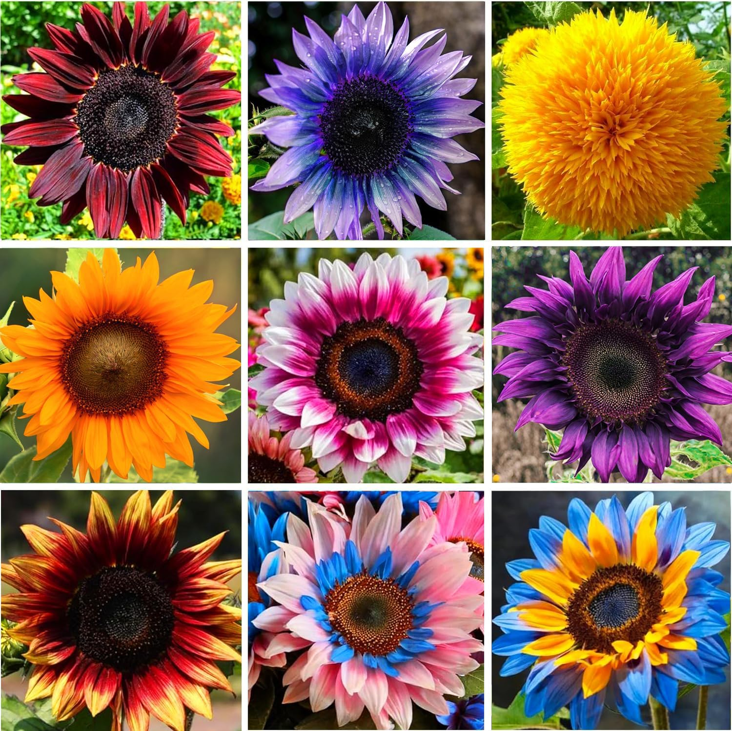 ๐ป50+ Mixed Color Sunflowers