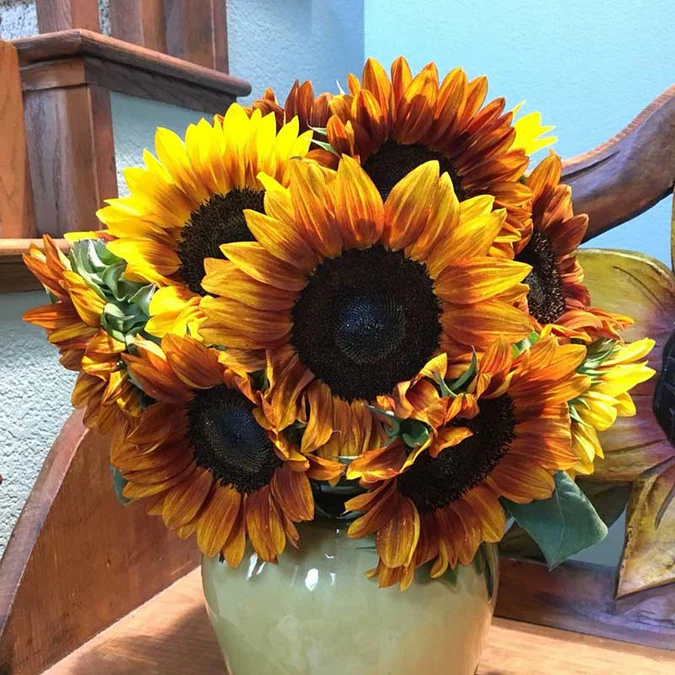๐ป50+ Mixed Color Sunflowers