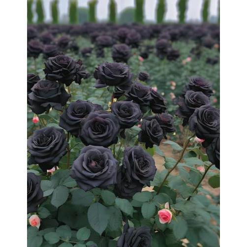 Black Rose Seeds 100pcs - Flower Bush Perennial Shrub Flowers Seed black rose