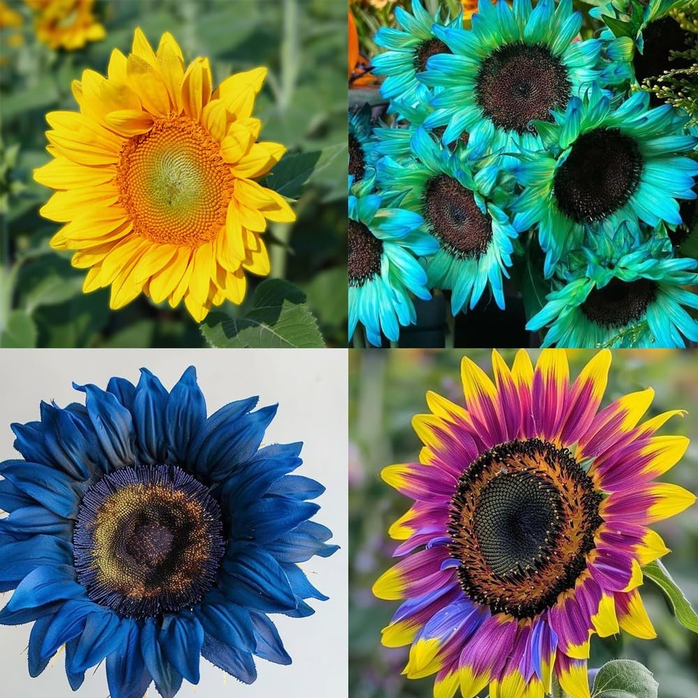 ๐ป50+ Mixed Color Sunflowers