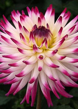 CACTUS DOUBLE DAHLIA Mix Variabilis Mixed Colors Hummingbird Flower Seeds