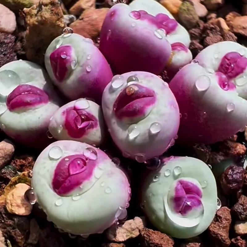 500pcs Red Lip Succulent Seeds – Uncommon Succulent Variety for Collectors & Garden Lovers