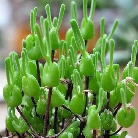 500Pcs Monilaria Obconica Bunny Seeds โ Rare, Adorable Succulent for Indoor and Outdoor Gardening, Perfect for Unique Plant Displays