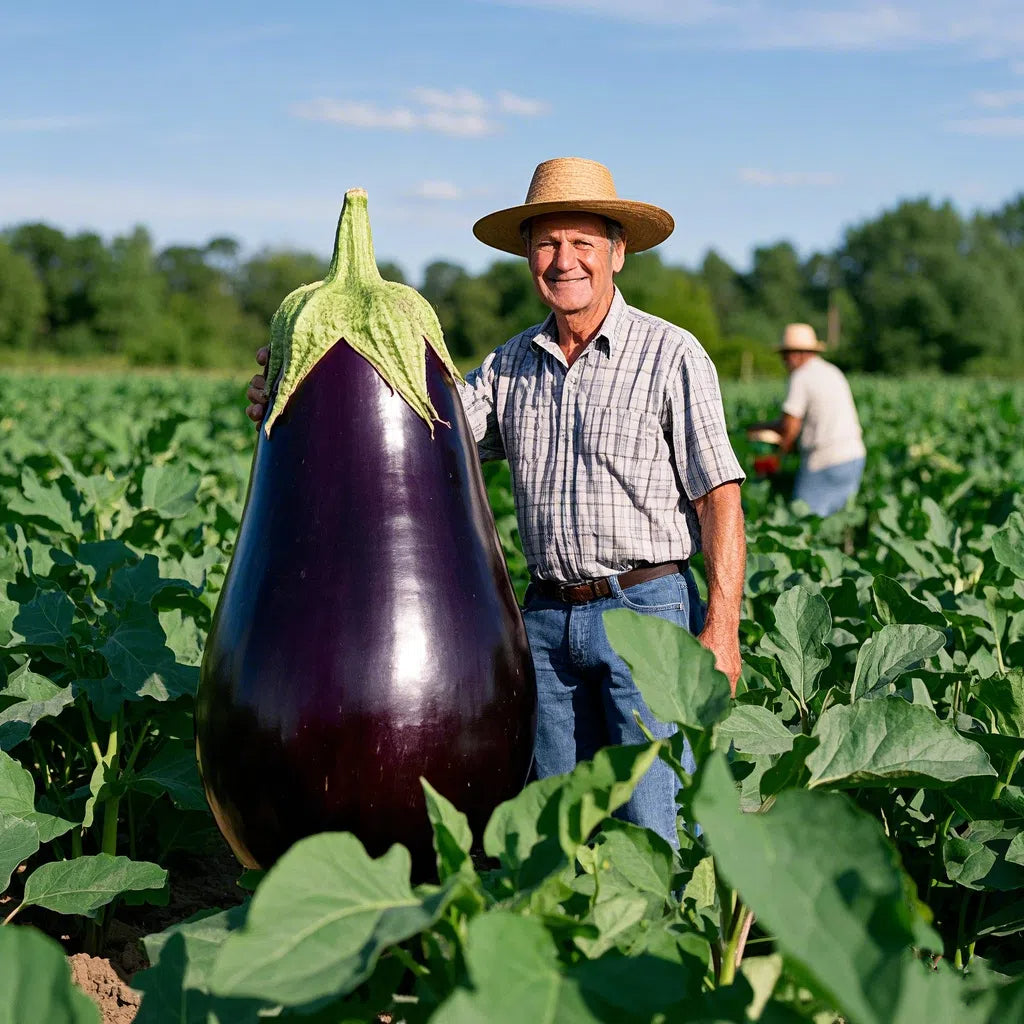 Giant Purple Eggplant Seeds ๐๐